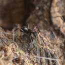 Image of <i>Camponotus concavus</i>