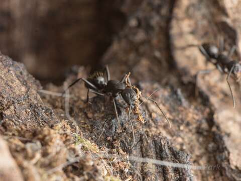 Image of <i>Camponotus concavus</i>