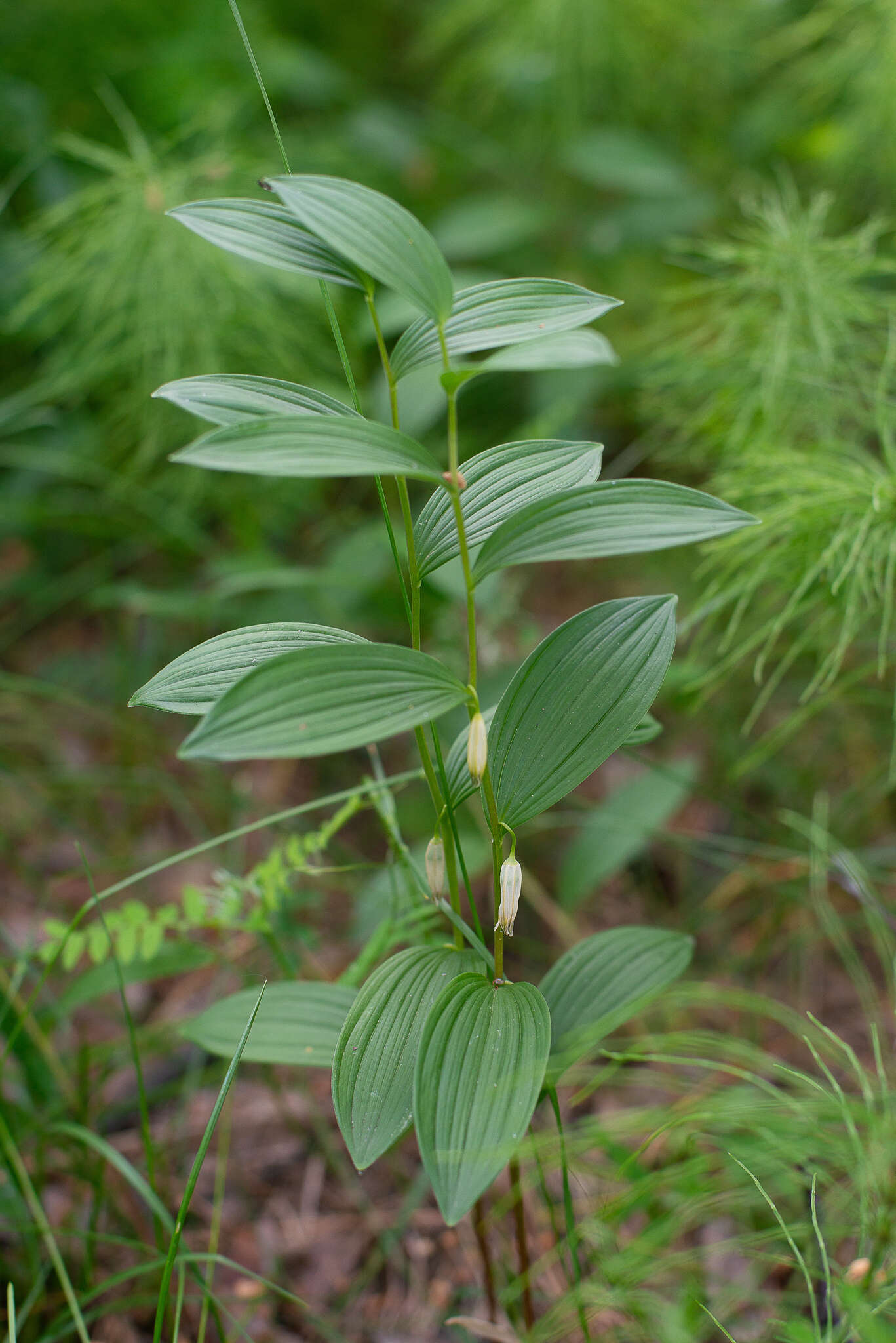 Image of dwarf solomon's seal