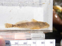 Cottus aleuticus Gilbert 1896 resmi