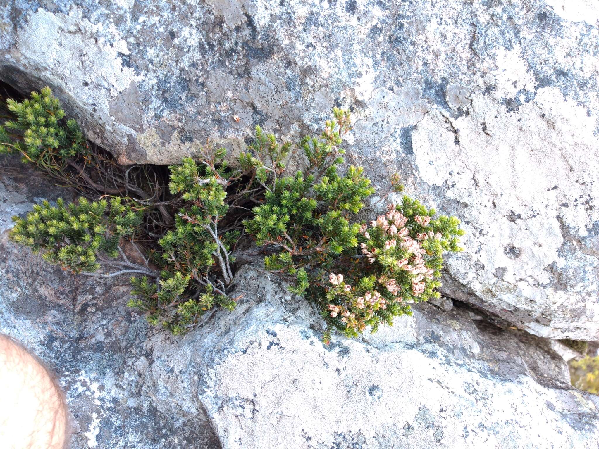 Image of Erica diosmifolia Salisb.