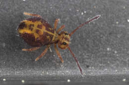 Image of Dicyrtomina ornata (Nicolet & H 1842)