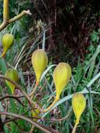 Imagem de Cochlospermum orinocense (Kunth) Steud.