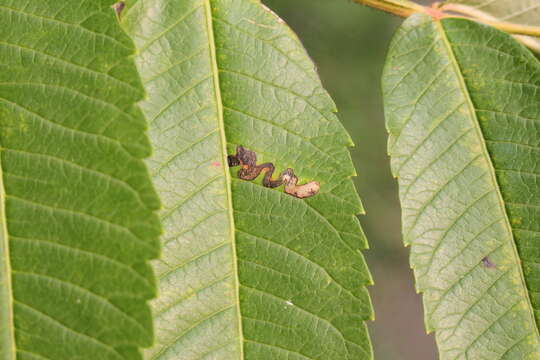 Sivun Stigmella intermedia (Braun 1917) Wilkinson et al. 1979 kuva