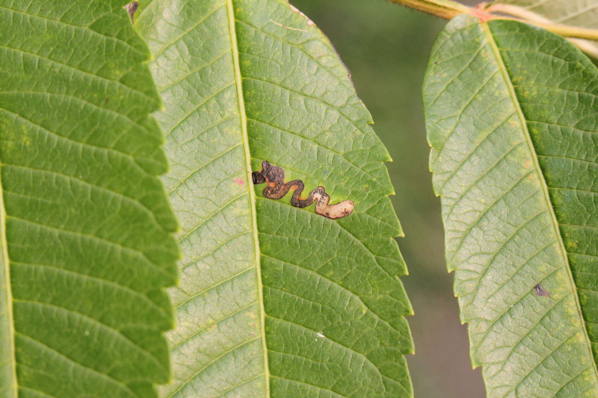 Image of Stigmella intermedia (Braun 1917) Wilkinson et al. 1979