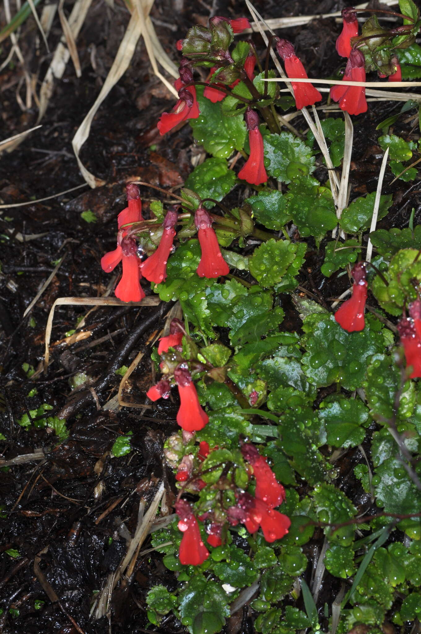 Image de Ourisia ruellioides (L. fil.) Kuntze