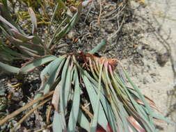 Image de Protea laevis R. Br.