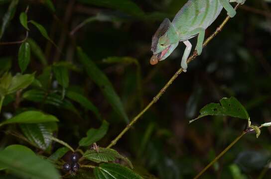 Image of Parson's Chameleon