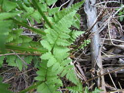 Sivun Dryopteris boottii (Tuckerm.) Underw. kuva