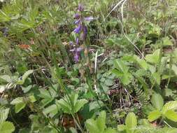 Image of Polygala hybrida Bruegg.