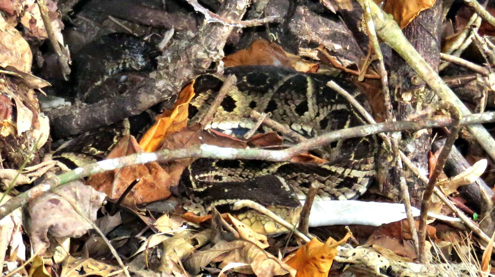 صورة Bothrops jararacussu Lacerda 1884