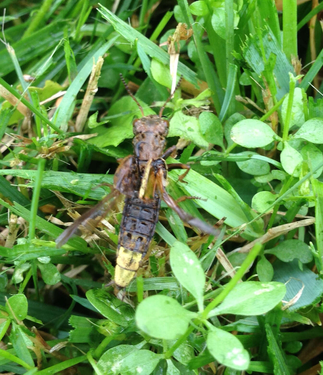 Image of Gold-and-brown Rove Beetle