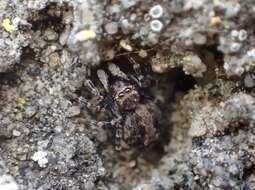 Image of Jumping spider