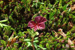 Image of cloudberry