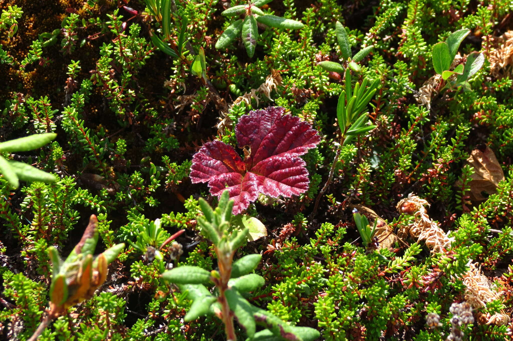 Rubus chamaemorus L. resmi