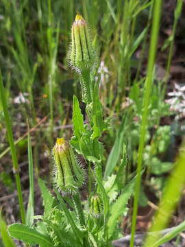 Image of prickly golden-fleece