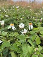 Image of mountain aster