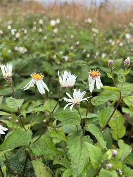 Image of mountain aster