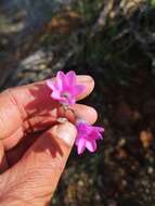 Image of Ixia sobolifera subsp. carnea Goldblatt & J. C. Manning