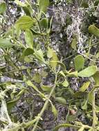 Image of Christmas mistletoe