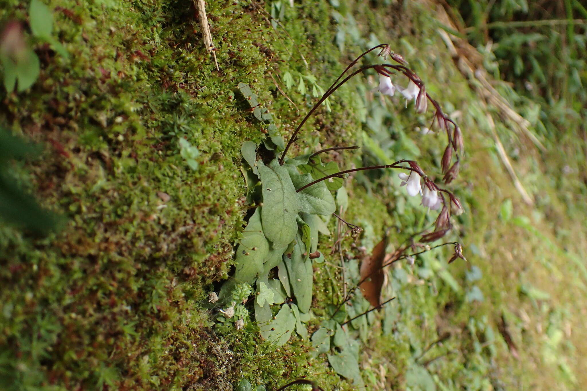 Image de Staurogyne concinnula (Hance) Ktze.