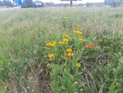 Image of rough coneflower