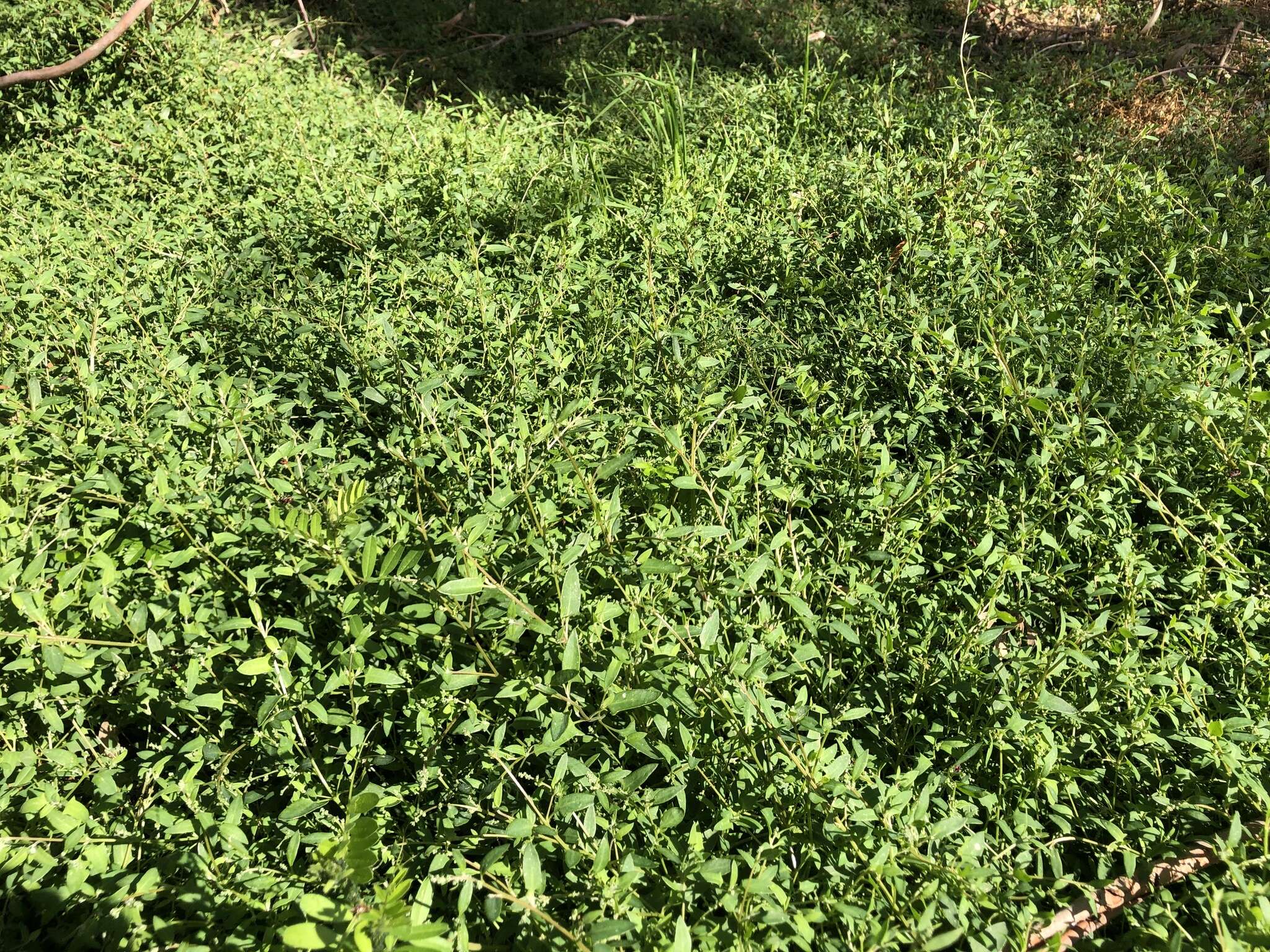 Plancia ëd Chenopodium nutans subsp. nutans