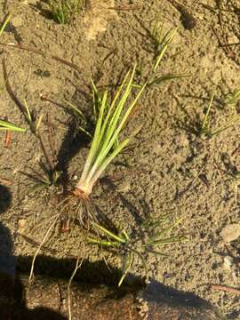 Image of Bolander's quillwort