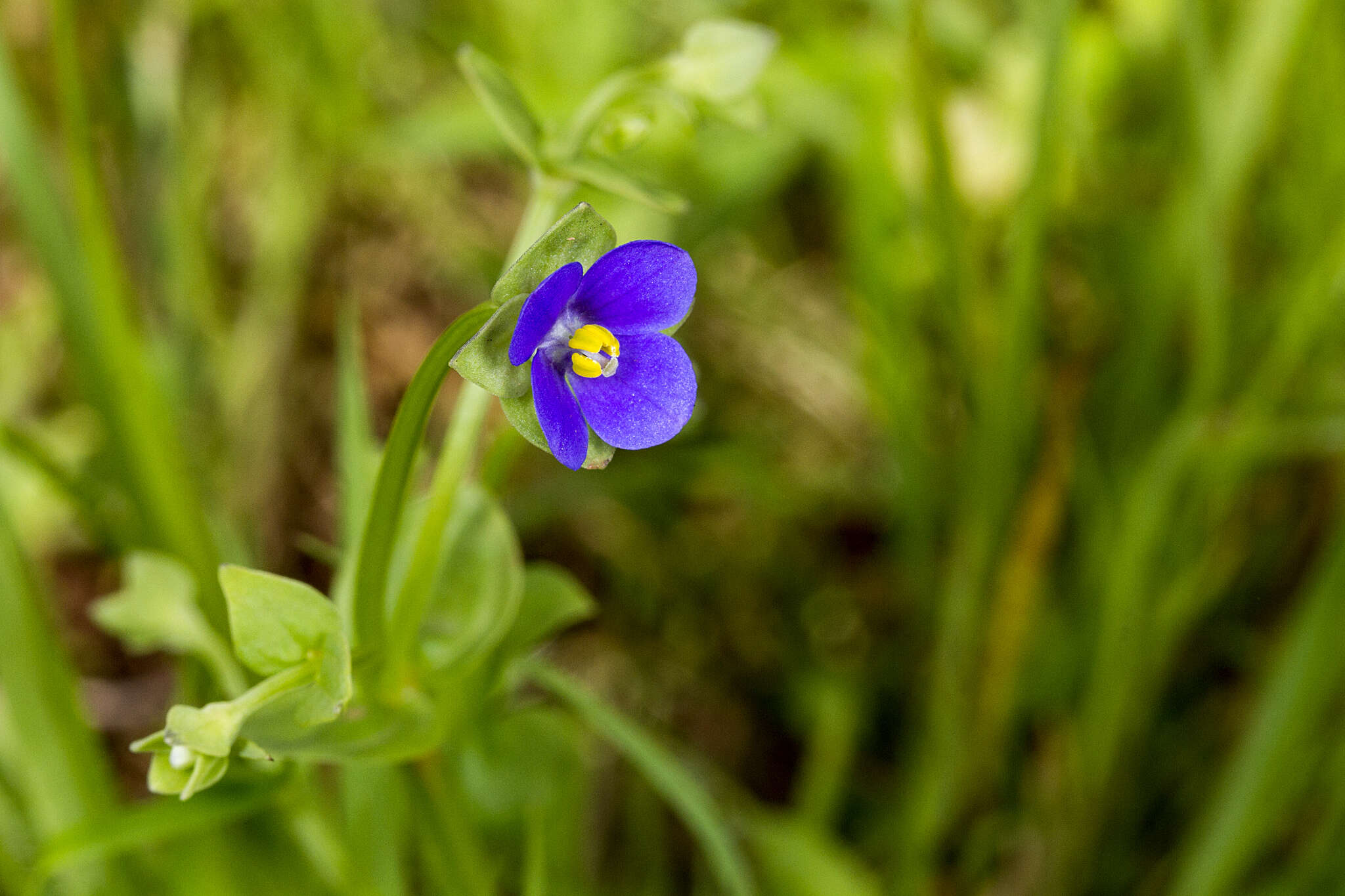 Image of Exacum lawii C. B. Cl.