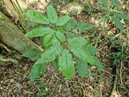 Imagem de Handroanthus heptaphyllus (Mart.) Mattos