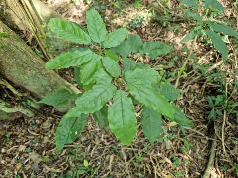 صورة Handroanthus heptaphyllus (Mart.) Mattos