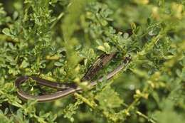 Image of Eastern Stripe-bellied Sand Snake