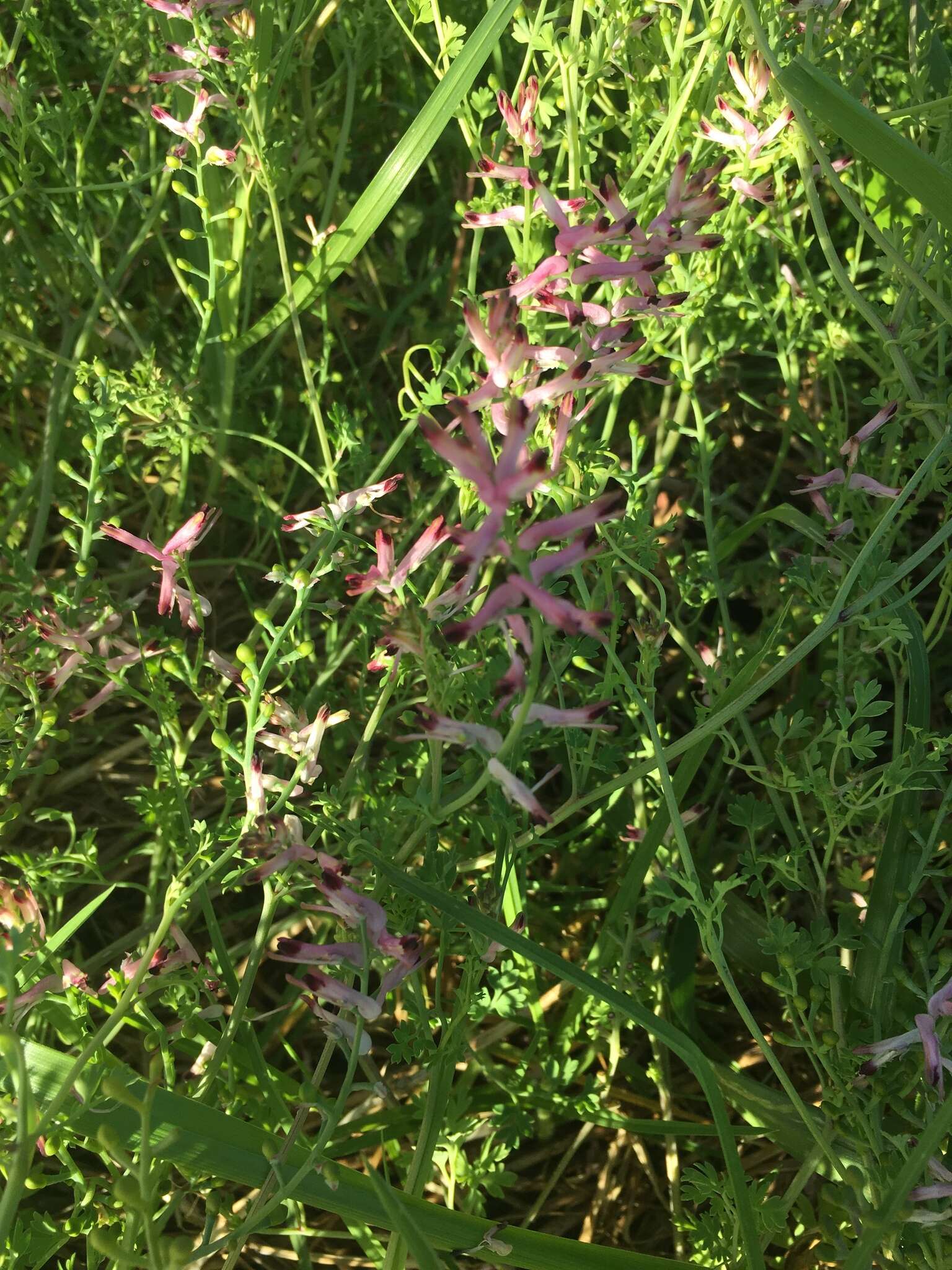 Image of fumitory