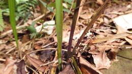 Image of Scleria terrestris (L.) Fassett