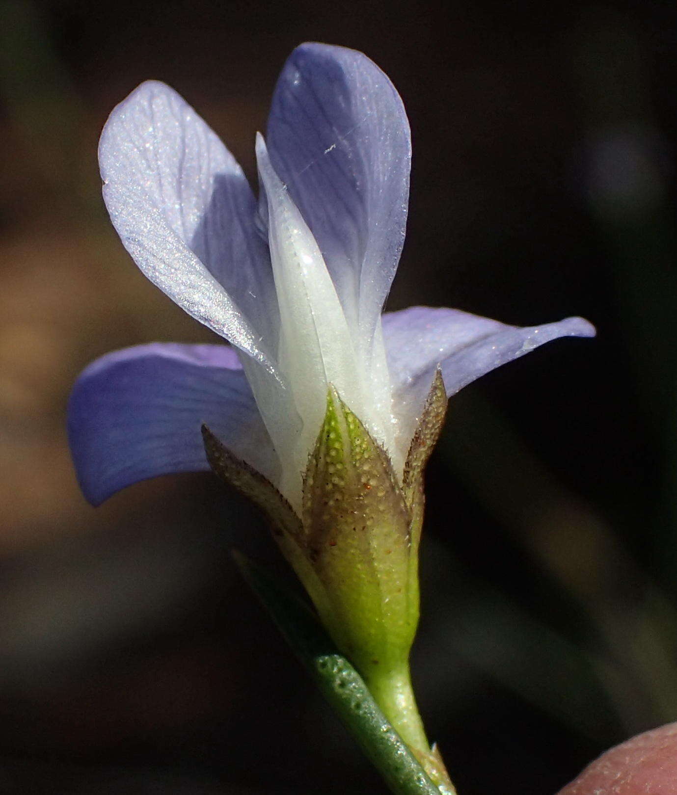 Image de <i>Psoralea diturnerae</i>
