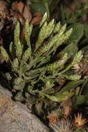 Image de Hirtellina fruticosa (L.) M. Dittrich