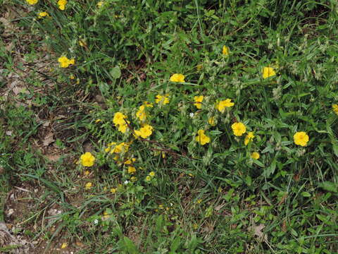 Imagem de Helianthemum nummularium subsp. obscurum (Celak.) J. Holub