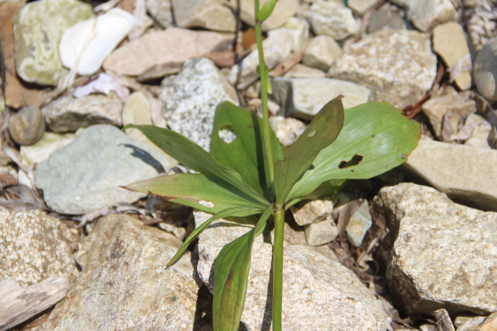 Image of Lilium distichum Nakai ex Kamib.