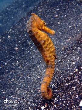 Image of Common seahorse