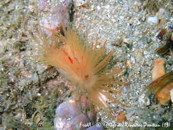 Image of Flame shell