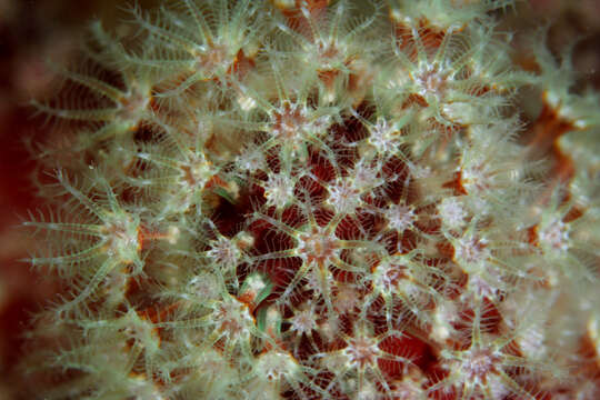 Imagem de Alcyonium bocagei (Saville Kent 1870)