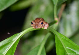 Imagem de Rhacophorus pardalis Günther 1858