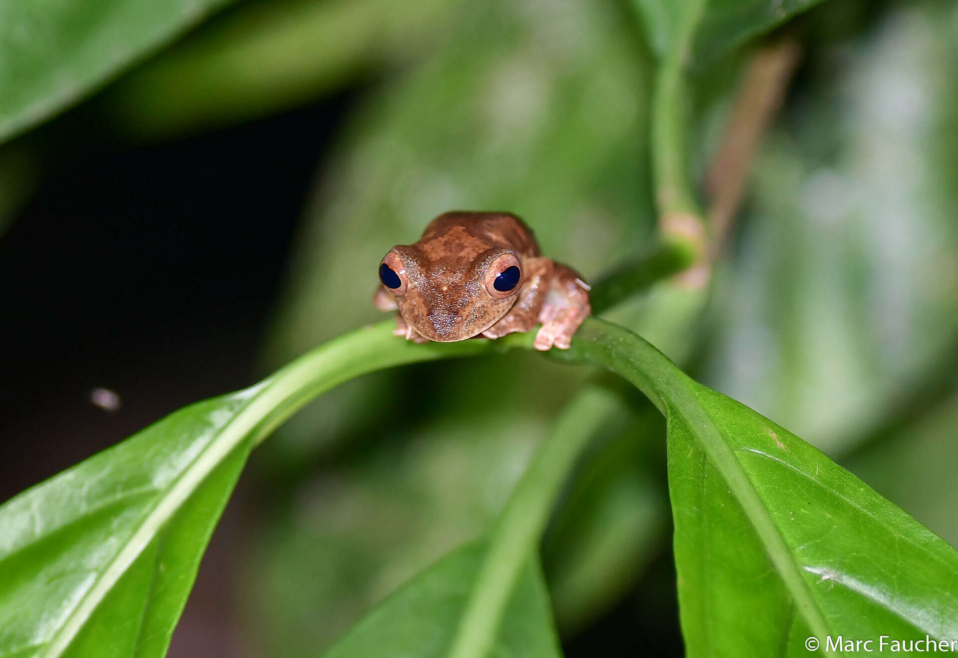 Image of Harlequin Tree Frog