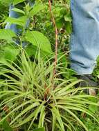 Image of Tillandsia limbata Schltdl.