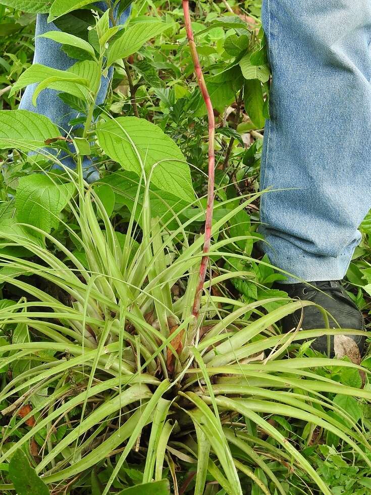 Tillandsia limbata Schltdl.的圖片