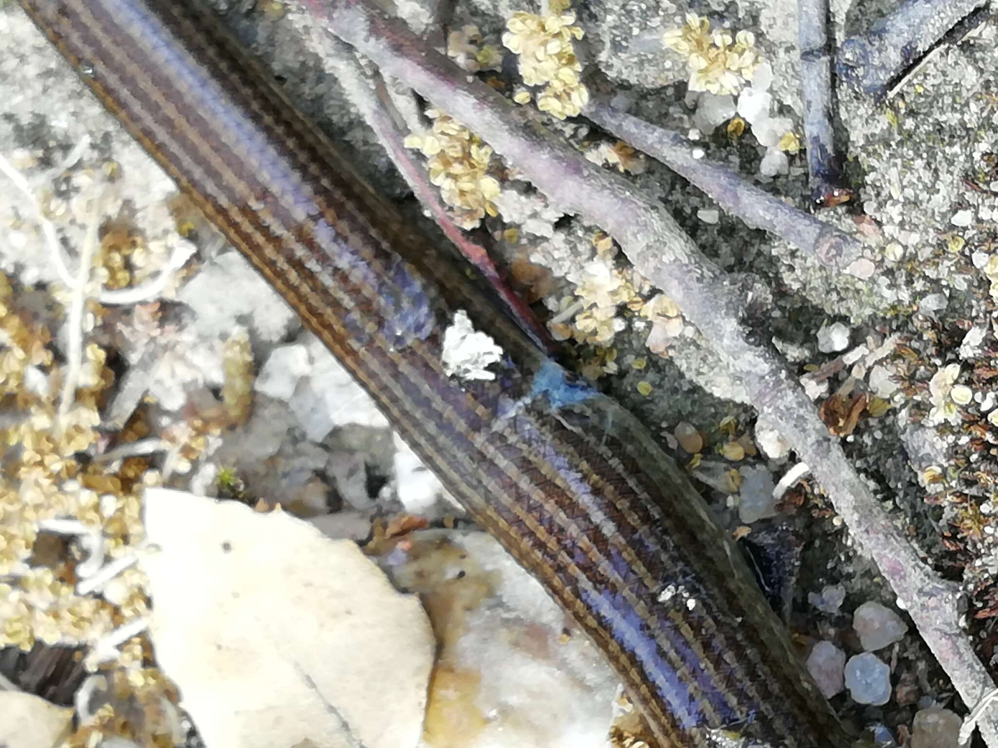 Image of Western Three-toed Skink