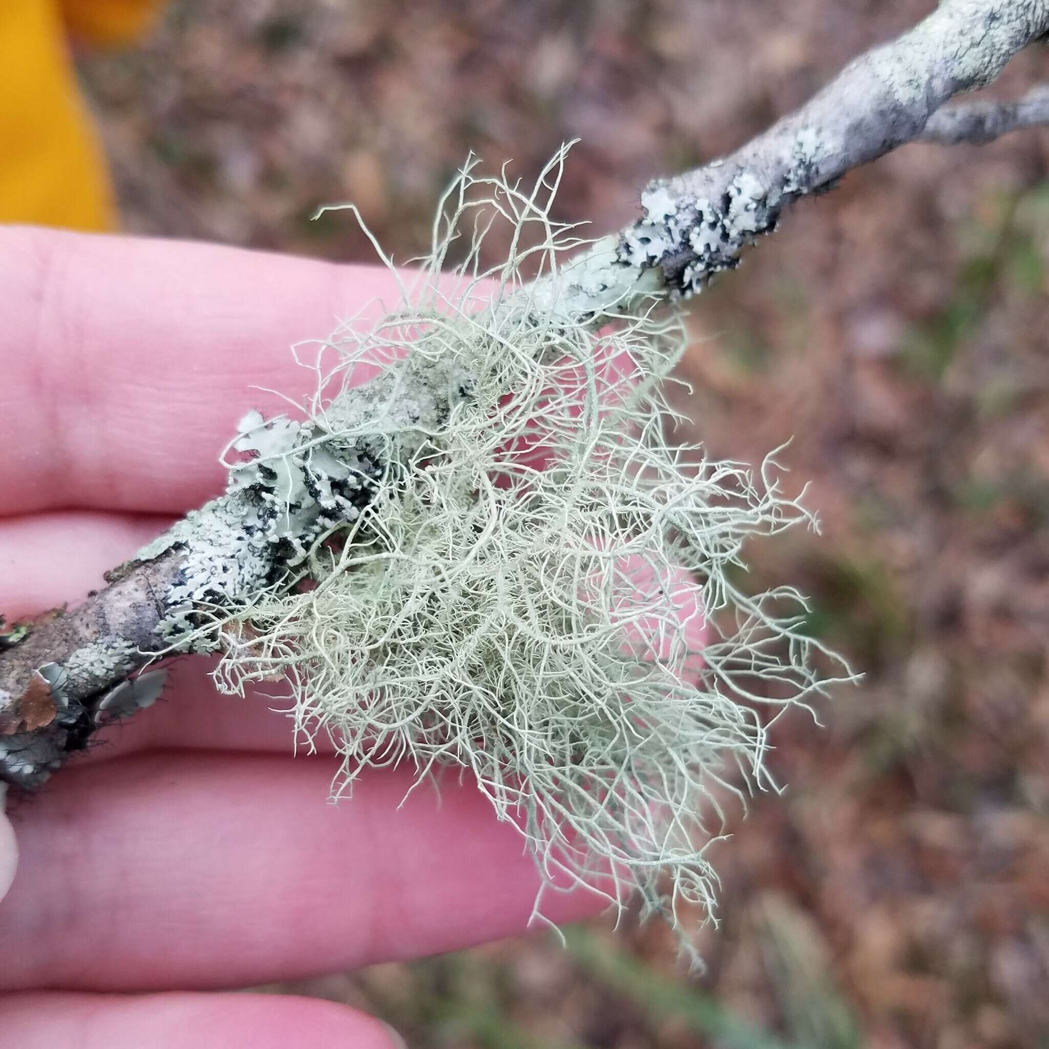 Image of Bloody beard lichen;   Beard lichen