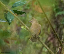 Image of Flavescent Bulbul