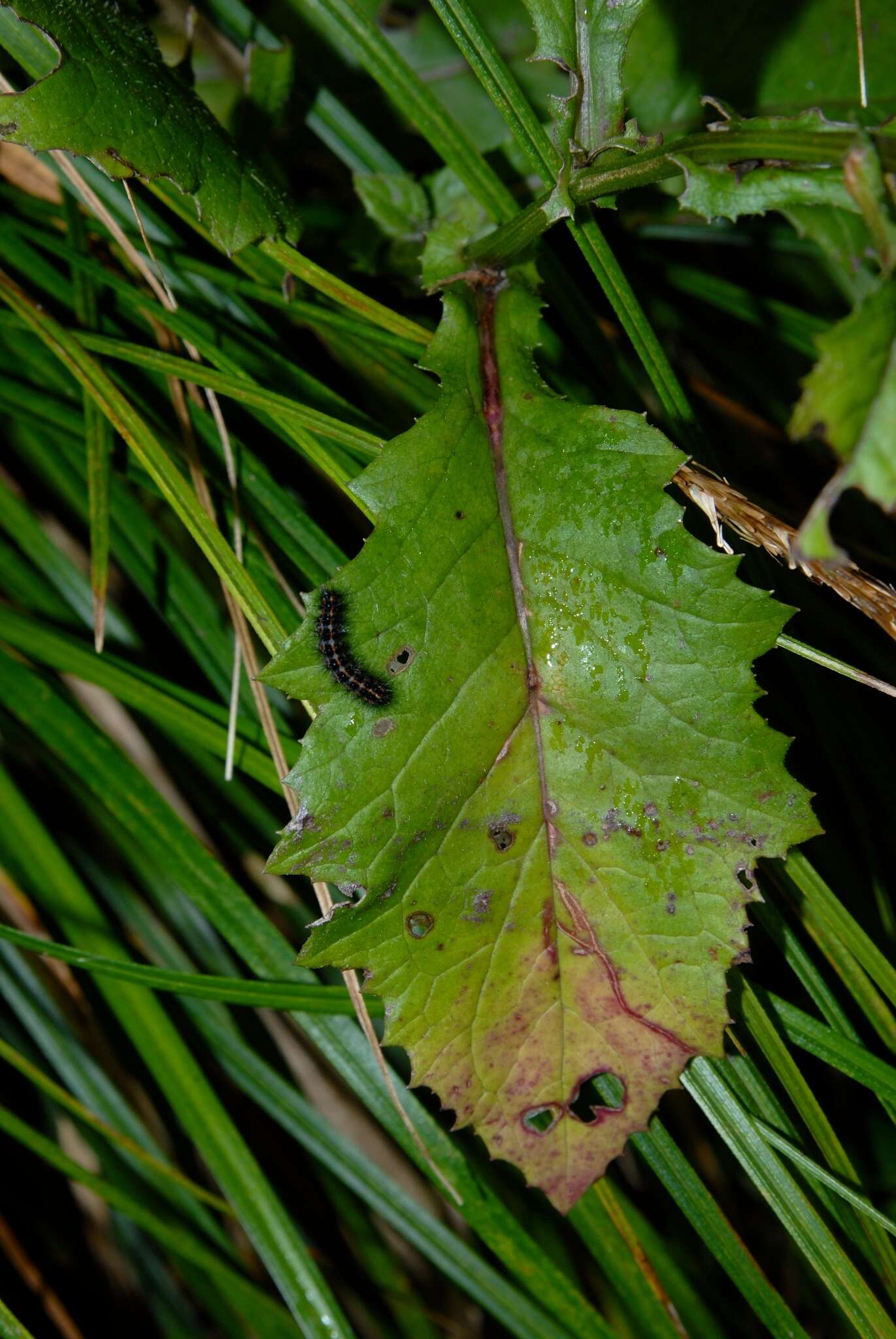 Imagem de Senecio solandri var. rufiglandulosus (Col.) Allan