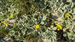 Image of abbotswood potentilla